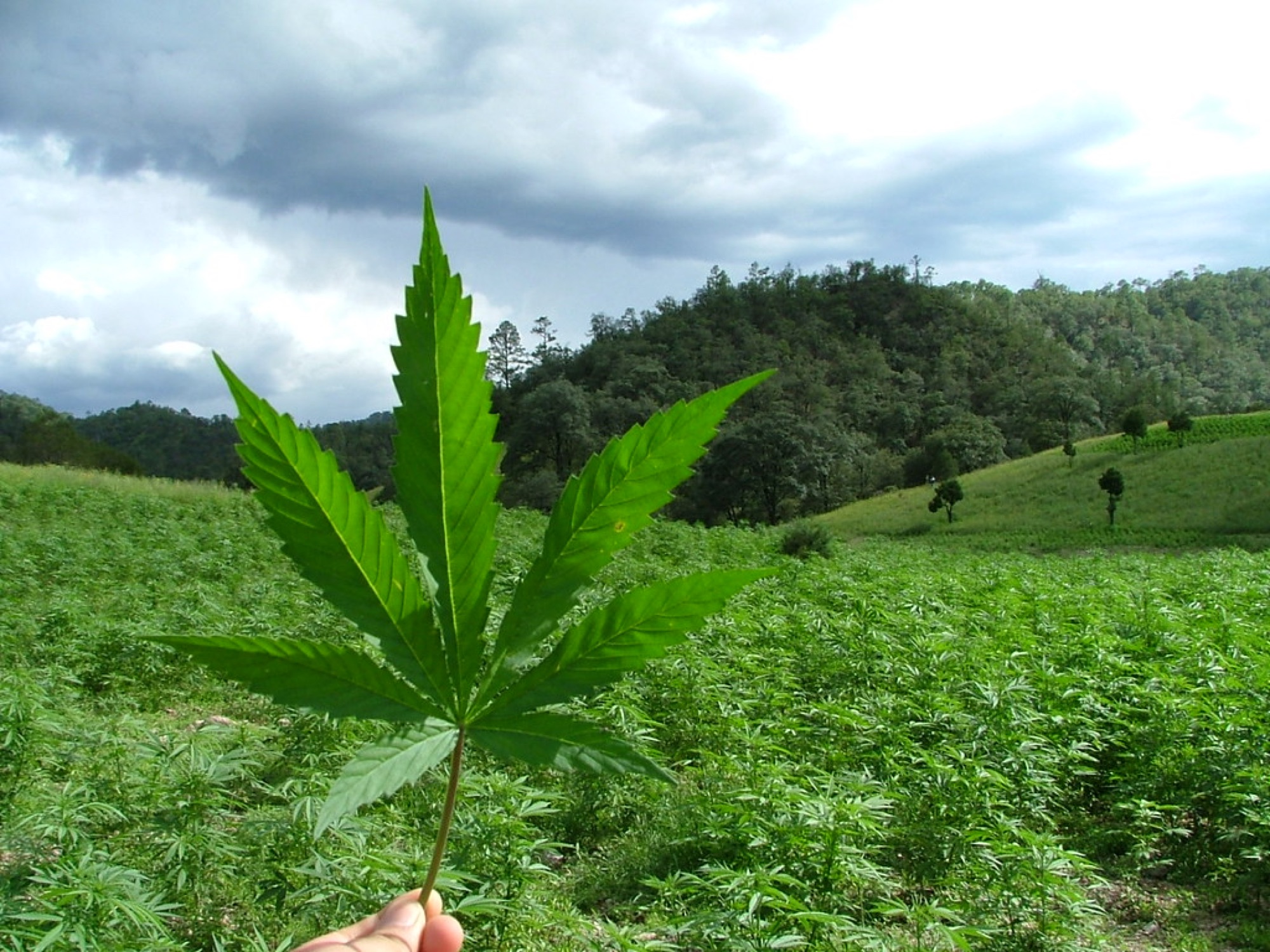 Industria 420