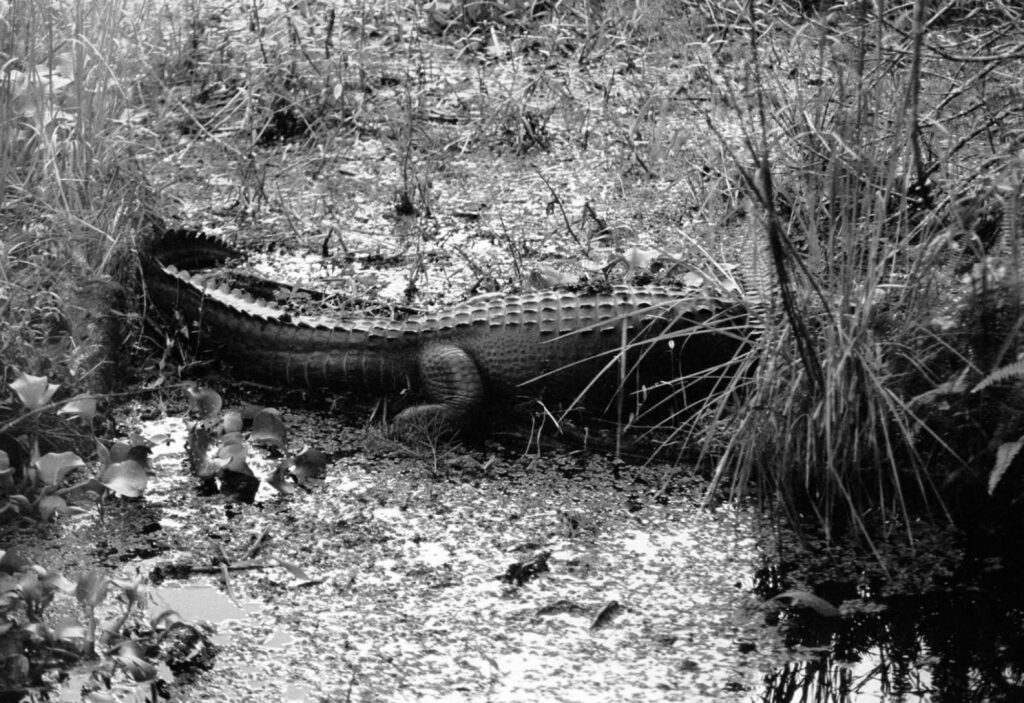 Photography Portfolio - Improbable Film