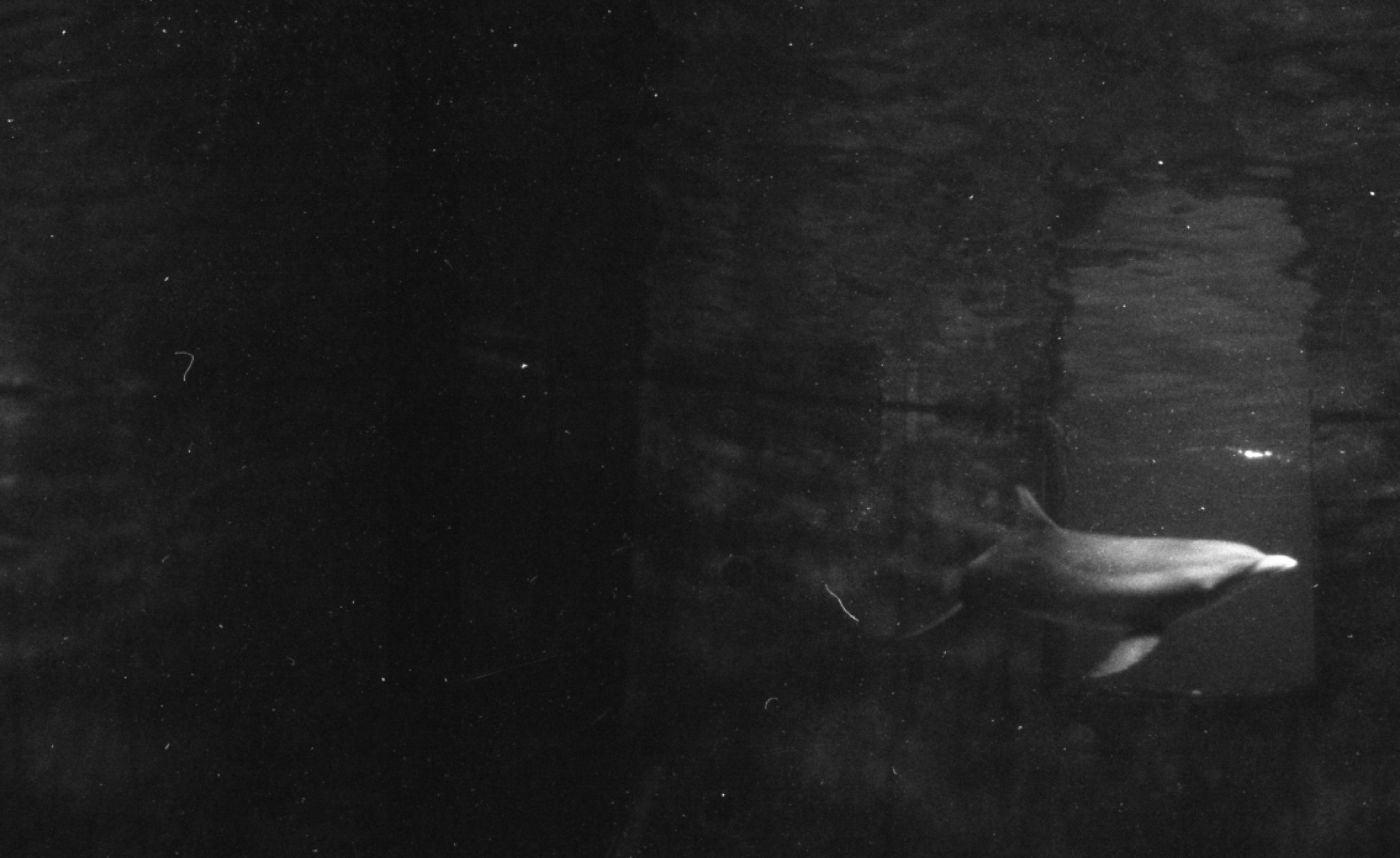 Dolphins on 35mm