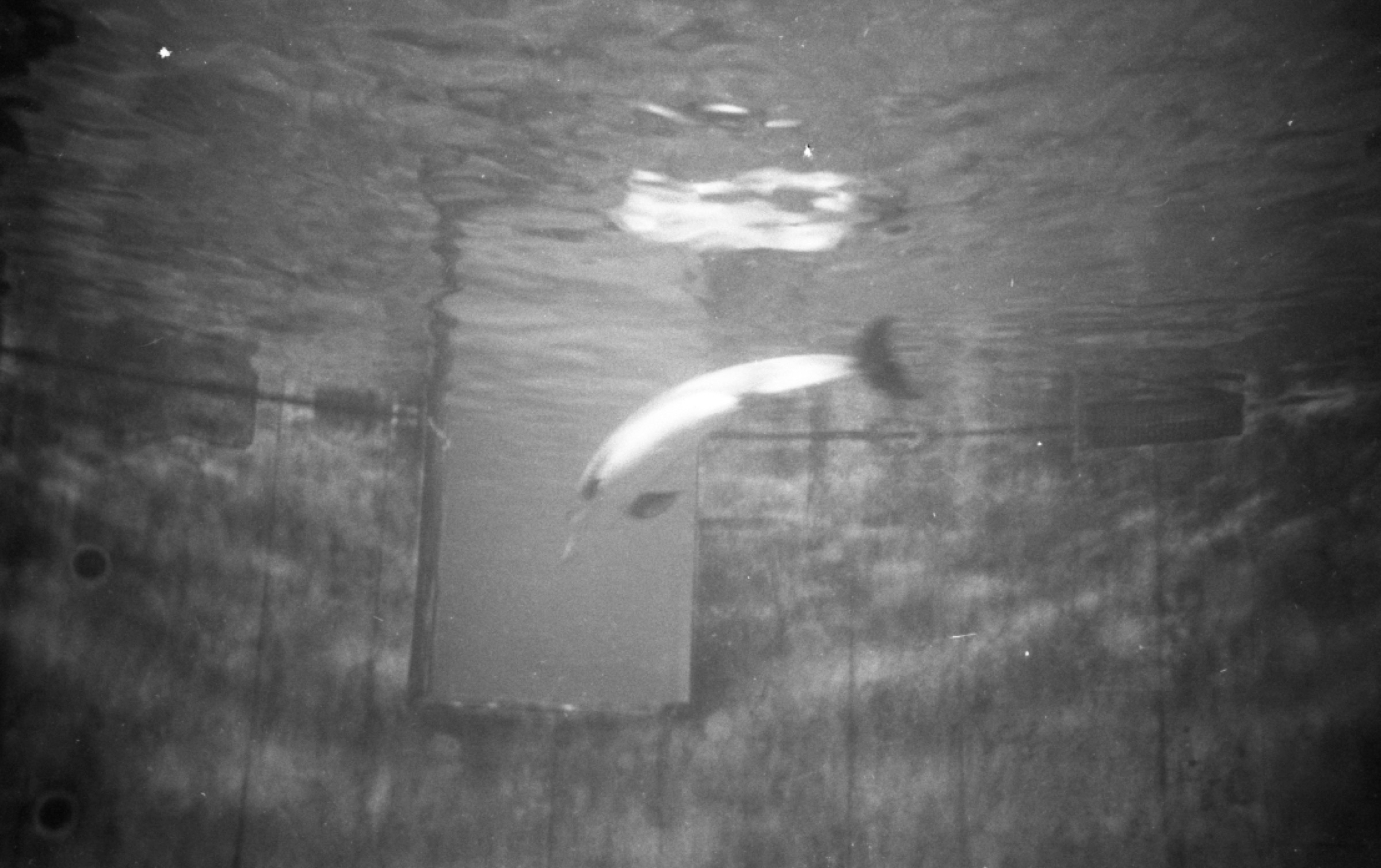 Dolphins on 35mm
