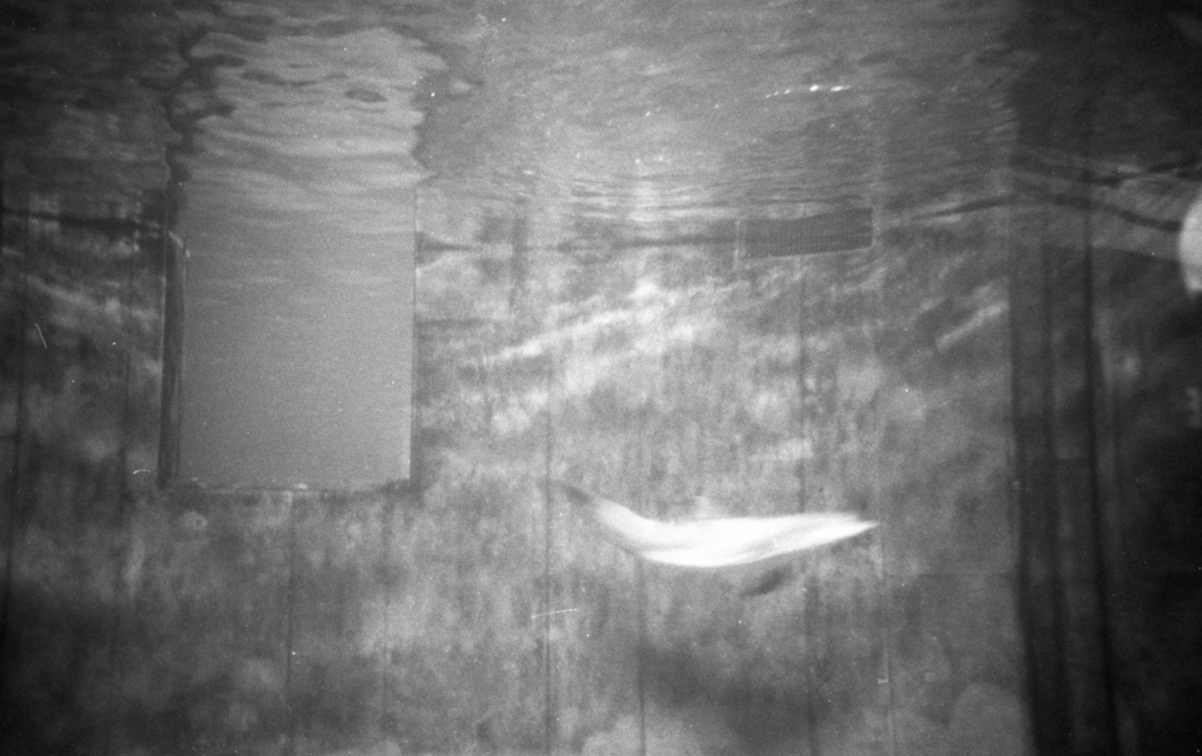 Dolphins on 35mm