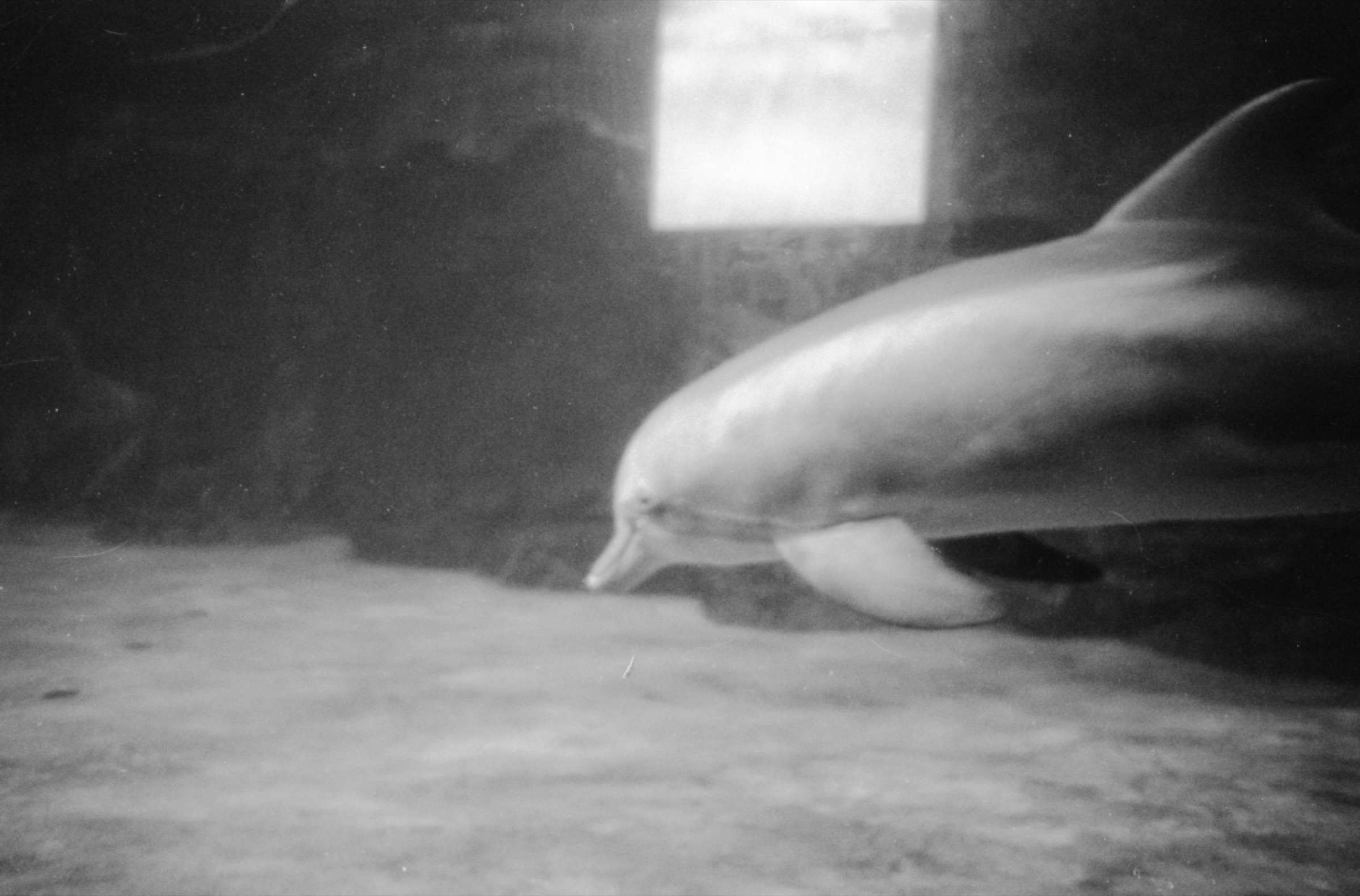 Dolphins on 35mm