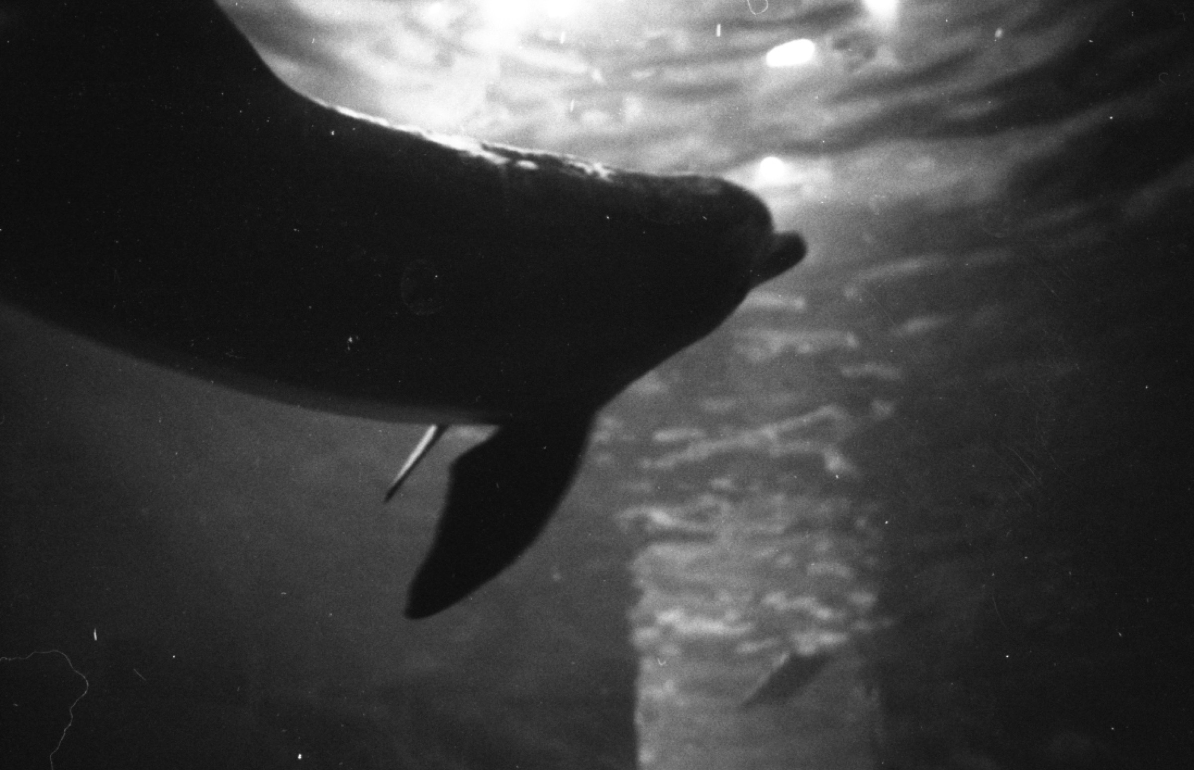 Dolphins on 35mm