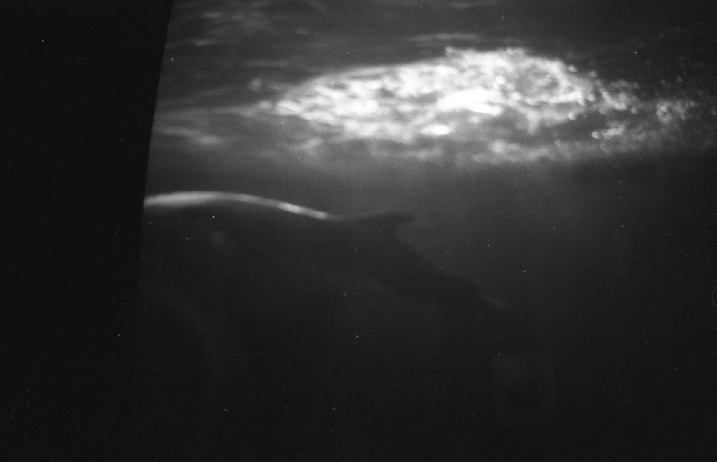 Dolphins on 35mm