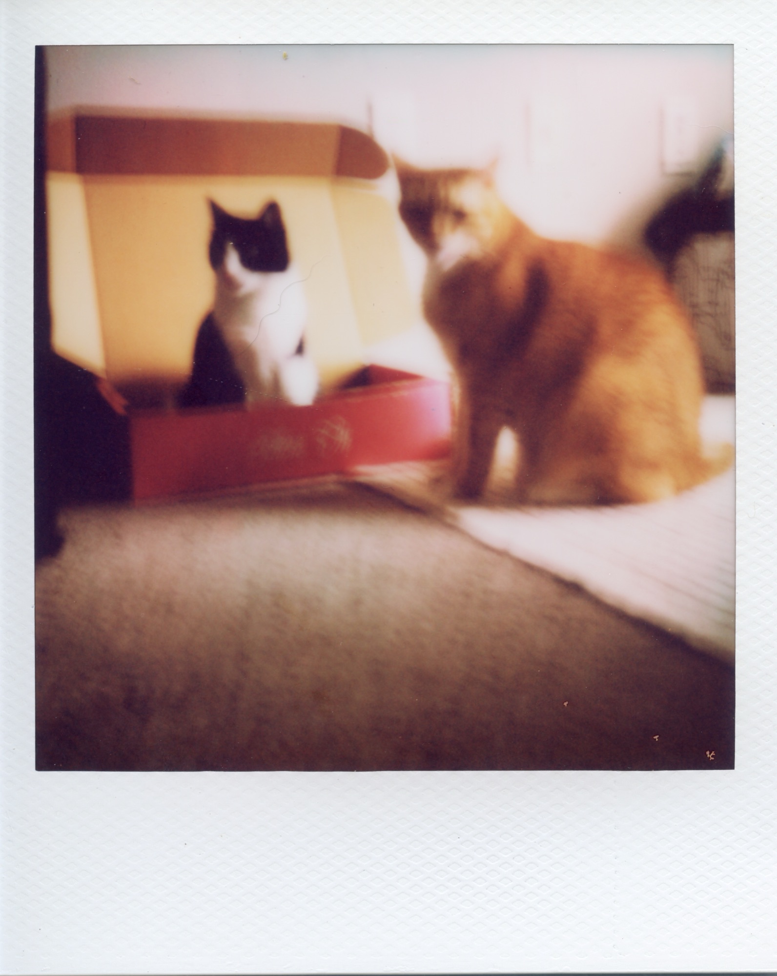 House Cats Polaroid SX-70 PHOTO